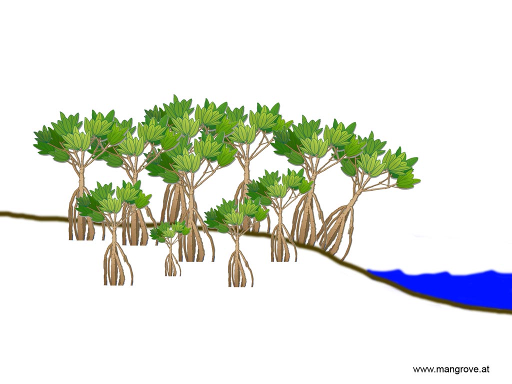 fringe mangrove forests low tide